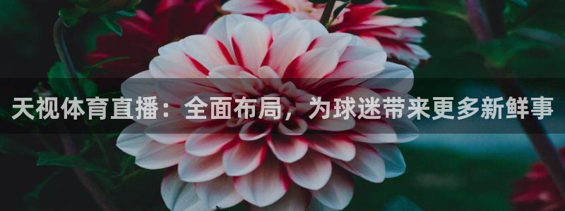 天视体育直播：全面布局，为球迷带来更多新鲜事