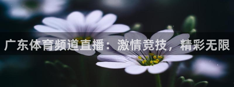 广东体育频道直播：激情竞技，精彩无限