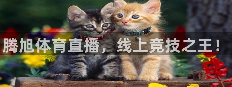 腾旭体育直播，线上竞技之王！
