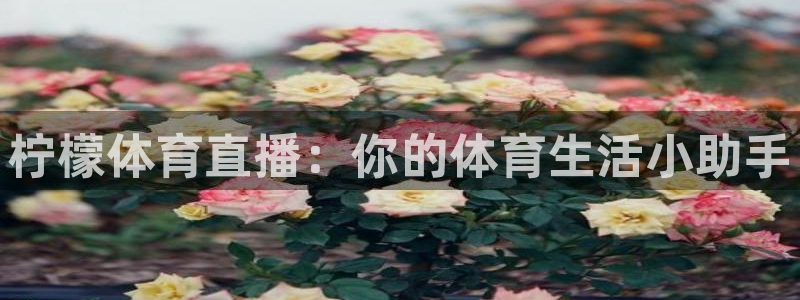 柠檬体育直播：你的体育生活小助手